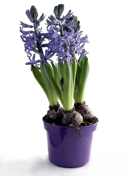 Forskellige Farverige Blomster Hyacint Forår Plante Tæt - Stock-foto