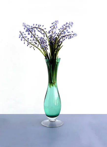 Lila Witte Bloemen Van Muscari Plant Aspring — Stockfoto