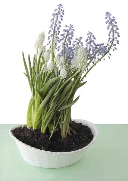 Lila Witte Bloemen Van Muscari Plant Aspring — Stockfoto