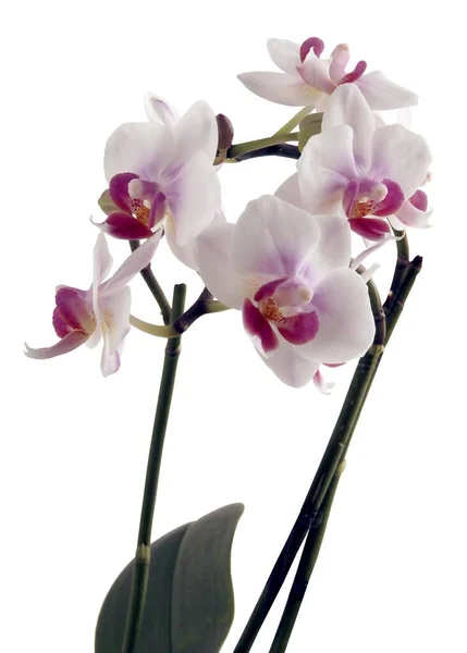 Bonitas Flores Orquídea Planta Tropical Aislado Cerca —  Fotos de Stock