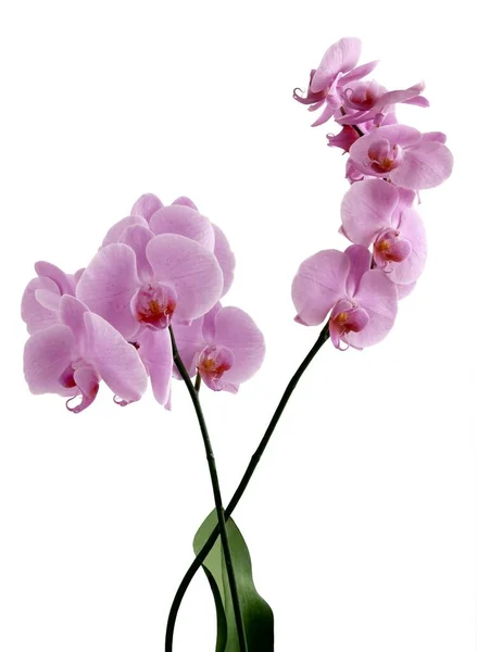 Flores Bonitas Orquídea Planta Tropical Isolado Perto — Fotografia de Stock