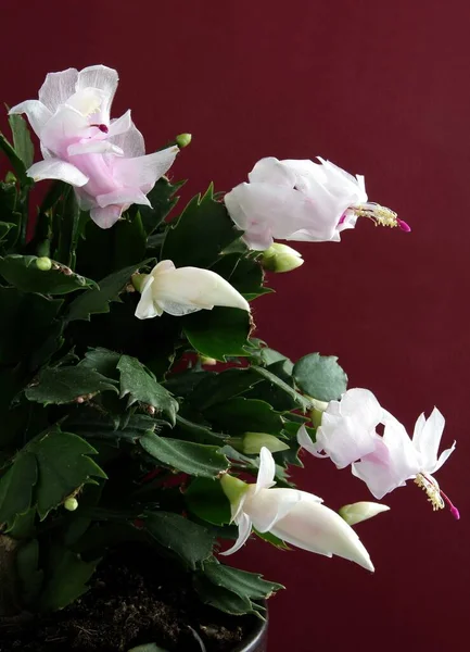 Розовые Фиолетовые Цветы Рождественского Кактуса Schlumbergera Сочный Крупным Планом — стоковое фото