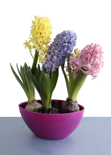 ヒヤシンス春の植物の色鮮やかな花々 — ストック写真