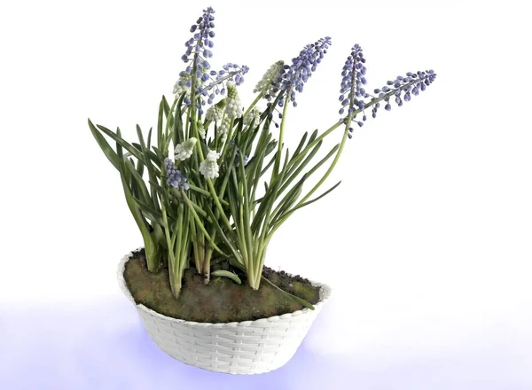Lila Fehér Virágok Muscari Növény Aspring — Stock Fotó