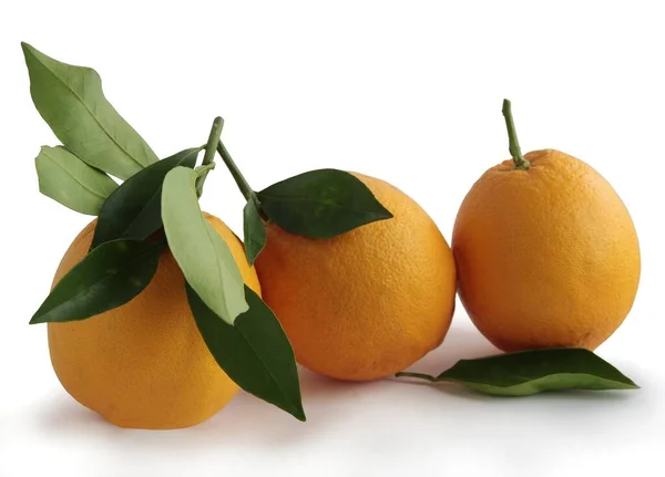 Orangen Als Köstliche Süße Und Saftige Zitrusfrüchte Mit Vitaminen — Stockfoto