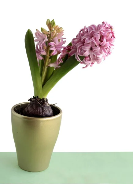 Various Colorful Flowers Hyacinth Spring Plant Close — Stock Photo, Image