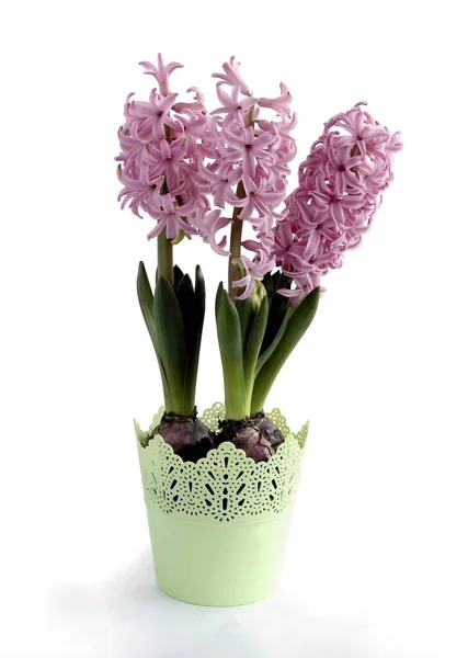 Diverse Kleurrijke Bloemen Van Hyacint Lente Plant Sluiten — Stockfoto
