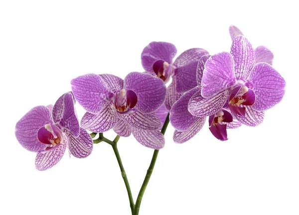Vackra Blommor Orkidé Tropisk Växt Isolerad Nära Håll — Stockfoto
