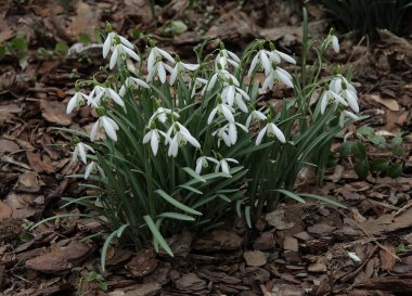 Güzel bahar bitkileri yaklaşırken beyaz kar damlaları