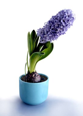 Sümbül bahar bitkisinin çeşitli renkli çiçekleri