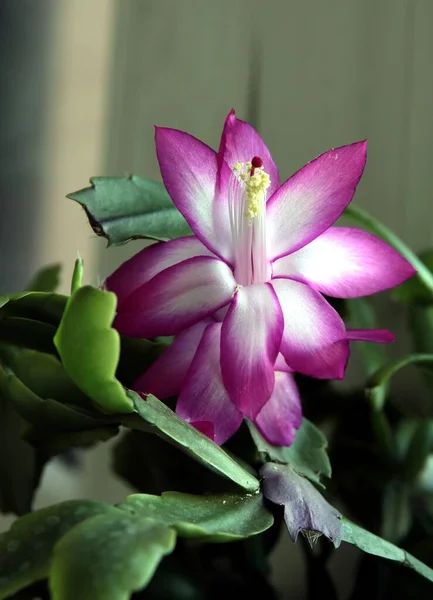 Pink Purple Flowers Christmas Cactus Schlumbergera Succulent Close — Stock Photo, Image