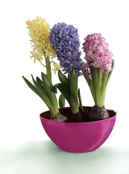 Diverses Fleurs Colorées Jacinthe Printemps Plante Fermer — Photo