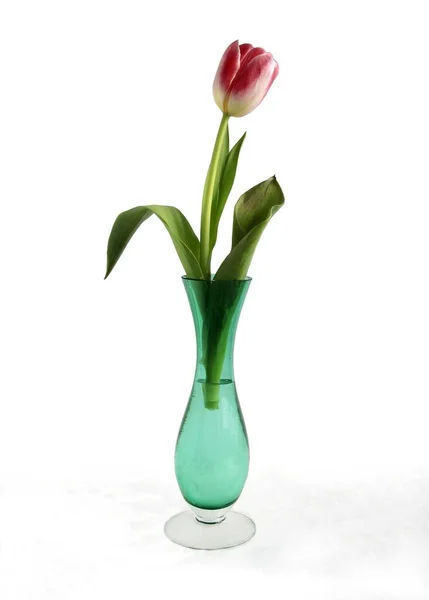 Varios Tulipanes Coloridos Como Bonita Primavera Posy Cerca —  Fotos de Stock
