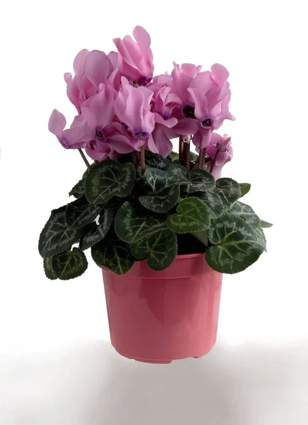 Ciclamen Planta Maceta Bonitas Flores Color Rosa Cerca — Foto de Stock