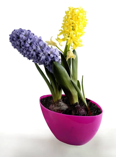 ヒヤシンス春の植物の色鮮やかな花々 — ストック写真