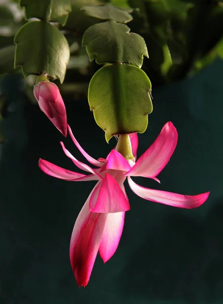 Różowe Fioletowe Kwiaty Kaktusa Schlumbergera Soczyste Zbliżenie — Zdjęcie stockowe