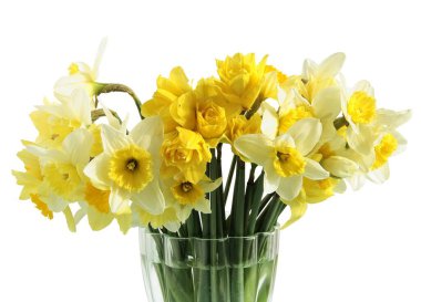 Sarı nergisler bahçedeki güzel bahar çiçekleri gibi