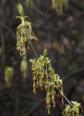 Kutu Yaşlısı - Baharda açan Acer Negundo Ağacı