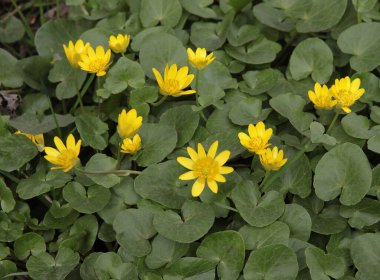 İncir çiçeğinin sarı bahar çiçekleri Ficaria verna planları kapanıyor.