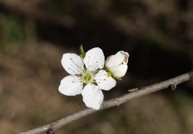 İlkbaharda beyaz çiçekli Mirabelle erik ağacı