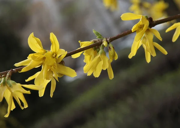 Arbusto Forsythia Con Gran Cantidad Flores Amarillas Primavera — Foto de Stock