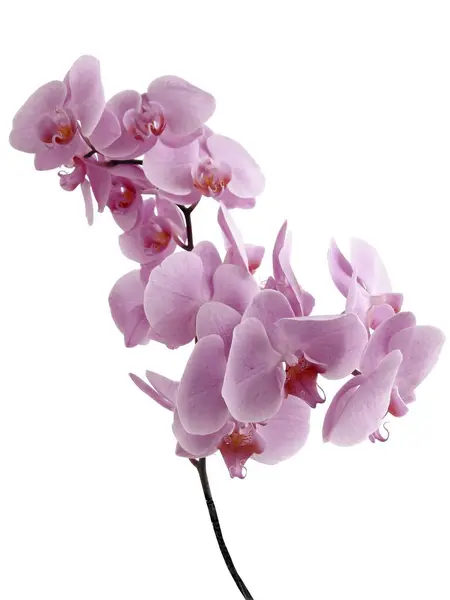 Orquídea Phalaenopsis Com Flores Roxas Isoladas Perto — Fotografia de Stock