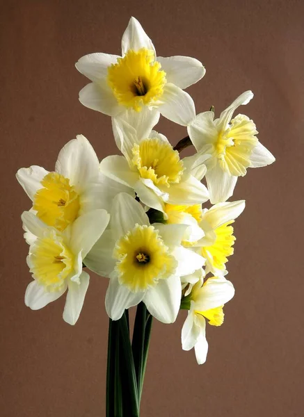 Narcisos Amarillos Como Bonitas Flores Primavera Jardín — Foto de Stock