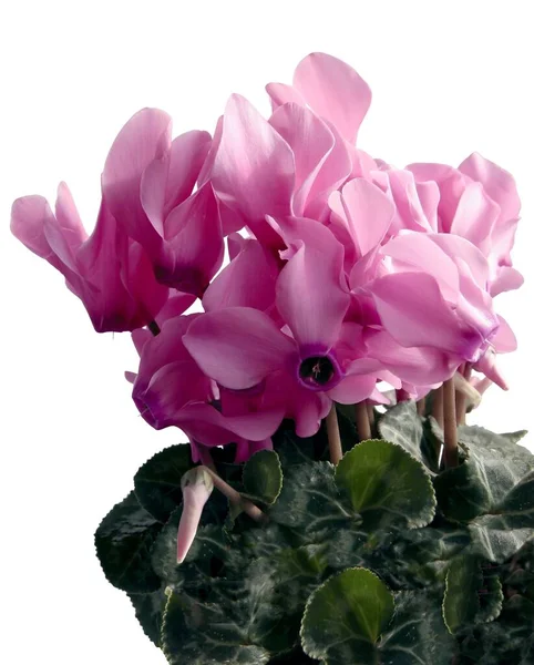 Cyclamen Plante Pot Jolies Fleurs Roses Gros Plan — Photo