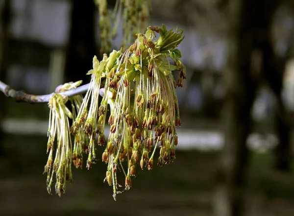 Коробка Старейшины Acer Negundo Дерево Цветет Весной — стоковое фото
