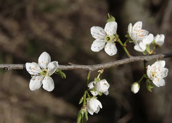 Mirabelle Švestkový Ovocný Strom Bílými Květy Jaře — Stock fotografie