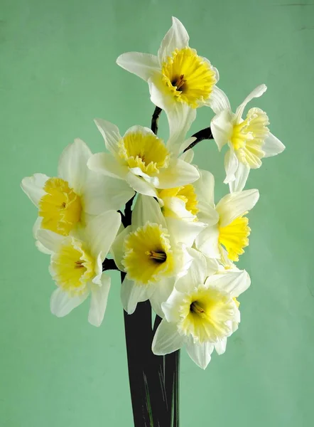 Narcisos Amarelos Como Belas Flores Primavera Jardim — Fotografia de Stock