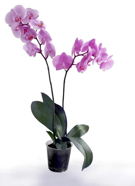 Orchid Phalaenopsis Purple Flowers Isolated Close — Stock Photo, Image