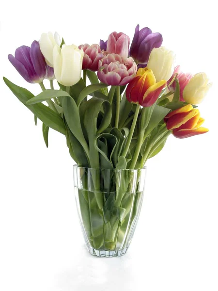 Různé Barevné Tulipány Jako Krásné Jarní Posy Zblízka — Stock fotografie