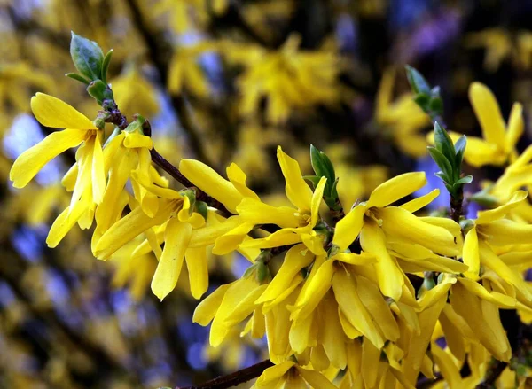Arbusto Forsythia Com Grande Parte Das Flores Amarelas Primavera — Fotografia de Stock