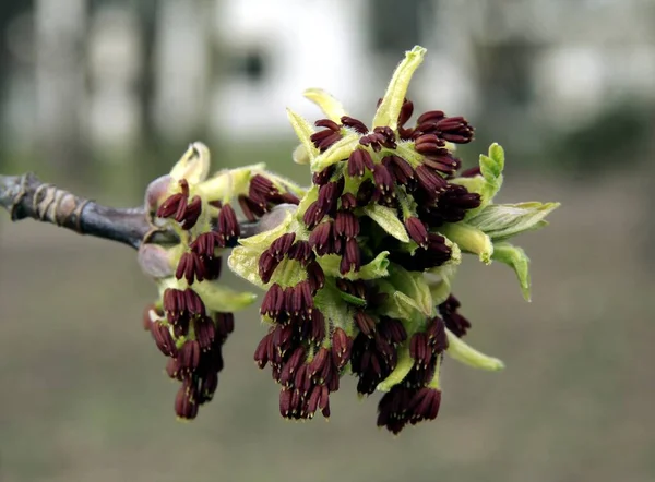 Pole Starszy Acer Negundo Drzewo Kwitnące Wiosną — Zdjęcie stockowe