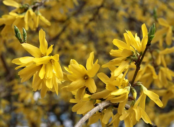 Форсайт Куст Большим Количеством Желтых Цветов Весной — стоковое фото