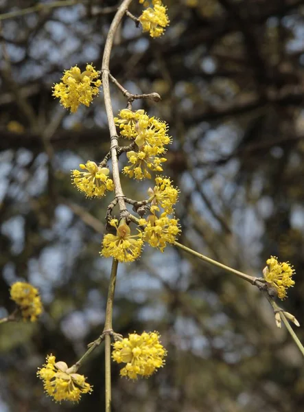 Flores Amarillas Del Árbol Frutal Del Cornus Mas Primavera —  Fotos de Stock