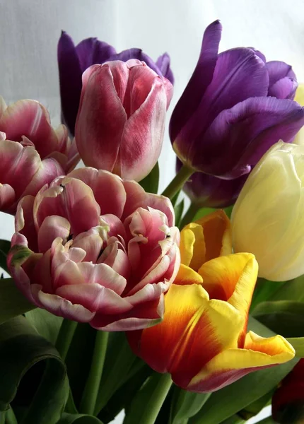 Varios Tulipanes Coloridos Como Bonita Primavera Posy Cerca — Foto de Stock