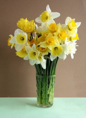 Sarı nergisler bahçedeki güzel bahar çiçekleri gibi