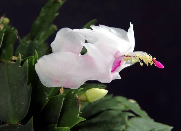 Красивые Розовые Цветы Рождественского Кактуса Растение Близко — стоковое фото
