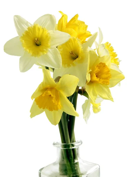 Желтые Нарциссы Красивые Весенние Цветы Сада — стоковое фото