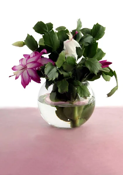Graziosi Fiori Rosa Natale Cactus Pianta Vaso Vicino — Foto Stock