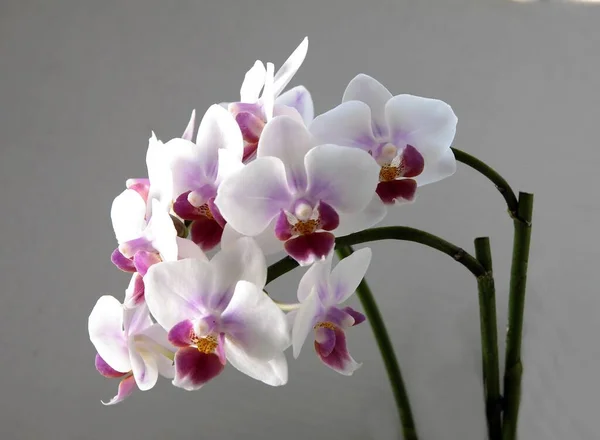 Orkidé Phalaenopsis Med Lila Blommor Isolerad Nära Håll — Stockfoto