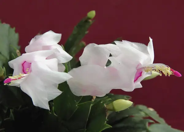 Красивые Розовые Цветы Рождественского Кактуса Растение Близко — стоковое фото