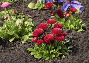 Baharda bahçede renkli papatyalar ve hanım evlatları