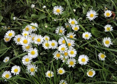 Baharda bahçede renkli papatyalar ve hanım evlatları