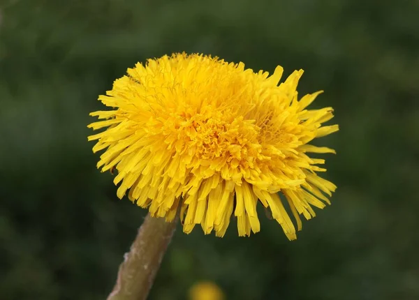 Одуванчики Желтые Цветы Лугу Весной — стоковое фото
