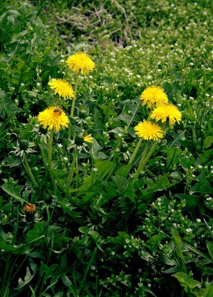 Paardebloemen Gele Bloemen Weide Het Voorjaar — Stockfoto