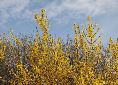 Baharda bir sürü sarı çiçekli çalı