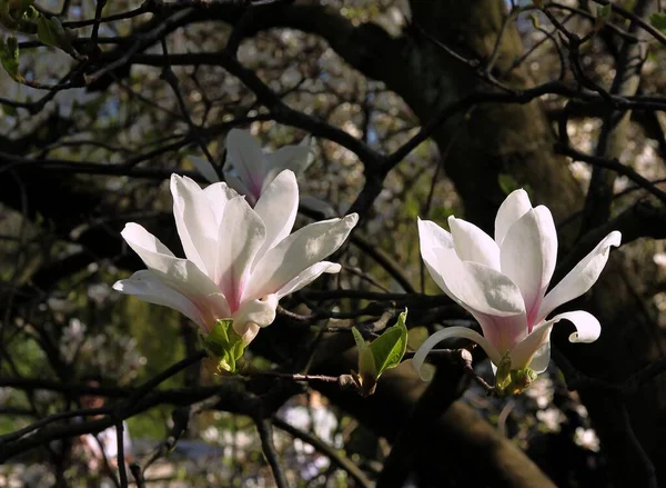 Růžové Květy Jaře Stromu Magnolia — Stock fotografie